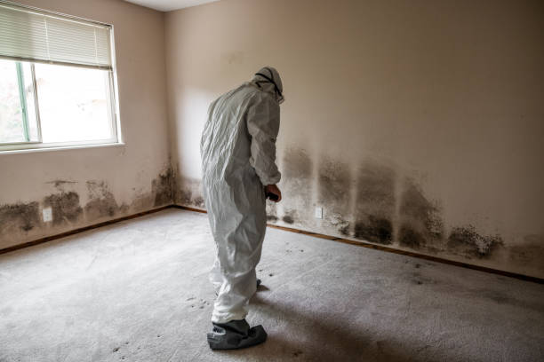 Manchester, GA Mold Removal Company